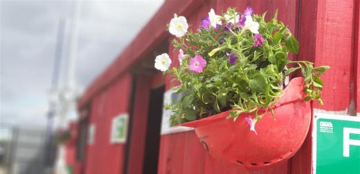 flowers growing in an upturned hardhat